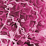 Syphilis Bacteria