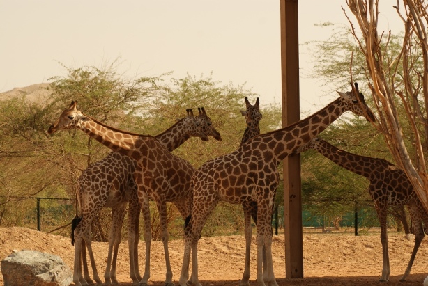 Giraffes in a zoo