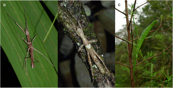 Three examples of the diversity of stick insects found on the Mascarene islands