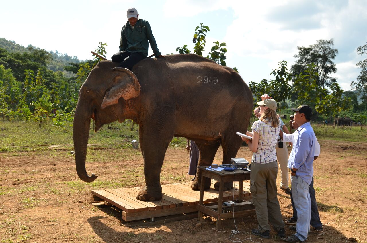 Weighing an elephant