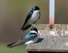 Tree swallows on a nestbox