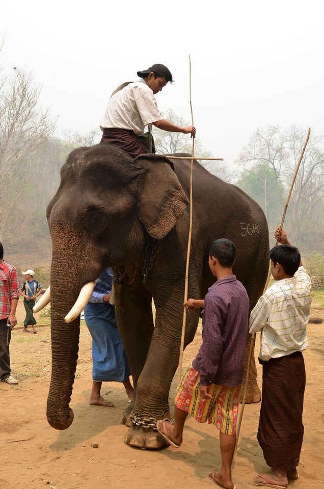 BMC Series blog An elephant never forgets, but do they ever stop growing?