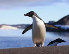 How has climate change affected the Adélie penguin?