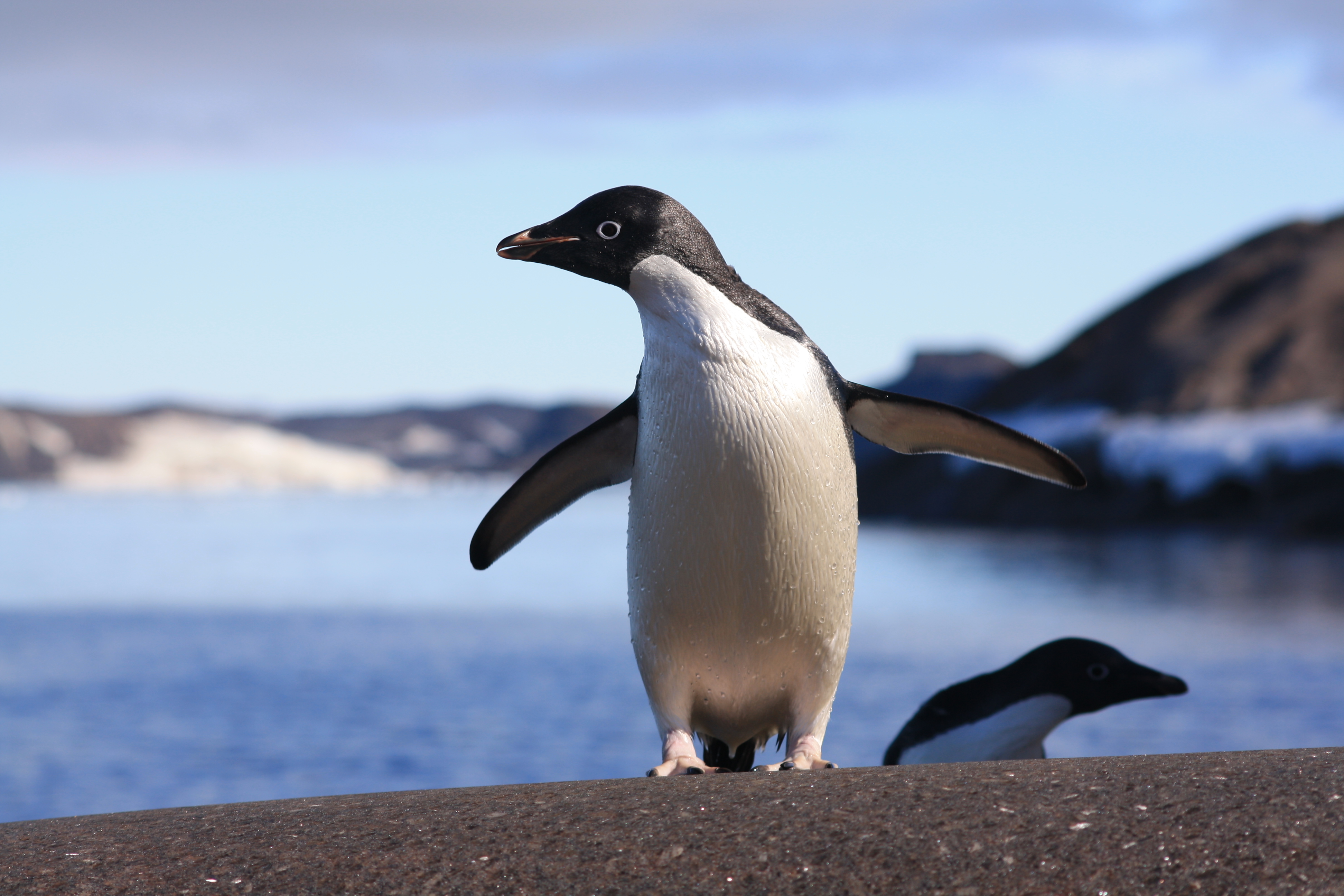 How has climate change affected the Adélie penguin?