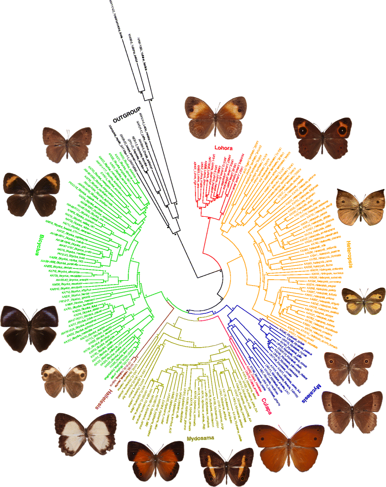Butterfly phylogeny