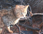 Analysing the genetic structure and diversity of feral cats in Australia