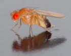 Adaptation in a bottle and the domestication of Drosophila melanogaster