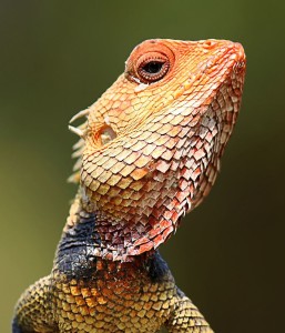 A Calotes garden lizard