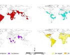 The global distributions of chikungunya, dengue and co-infection