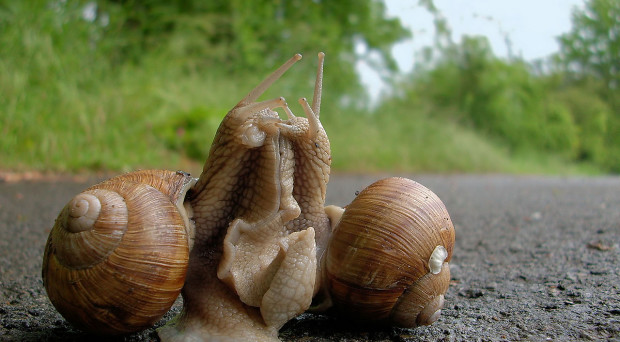 A love-dart at the heart of sexual conflict in snails pic picture pic
