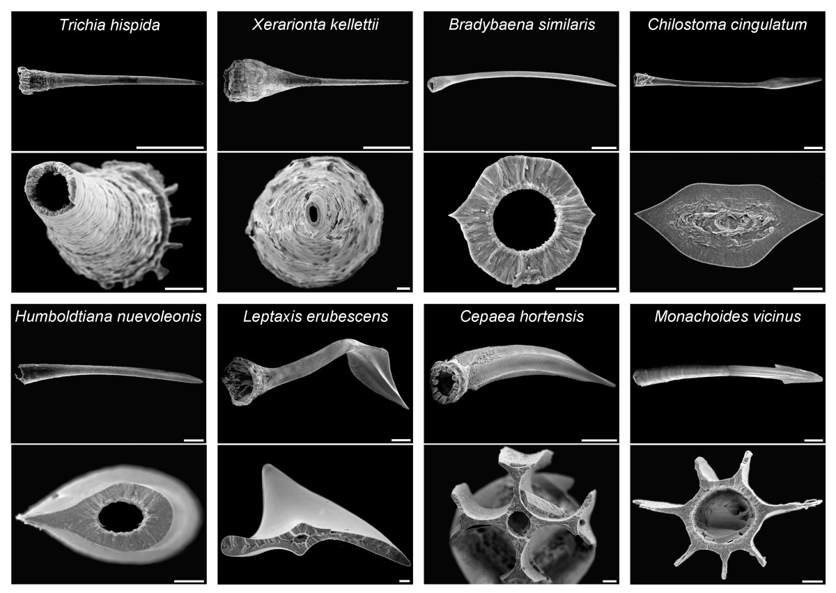 Diversity of snail love-darts (electron microscopic photographs, scale bars indicate 500 μm for side views and 50 μm for cross-sections)