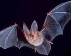 What can bats teach us?