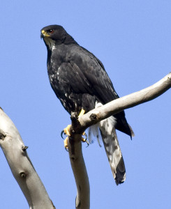 Black sparrowhawk