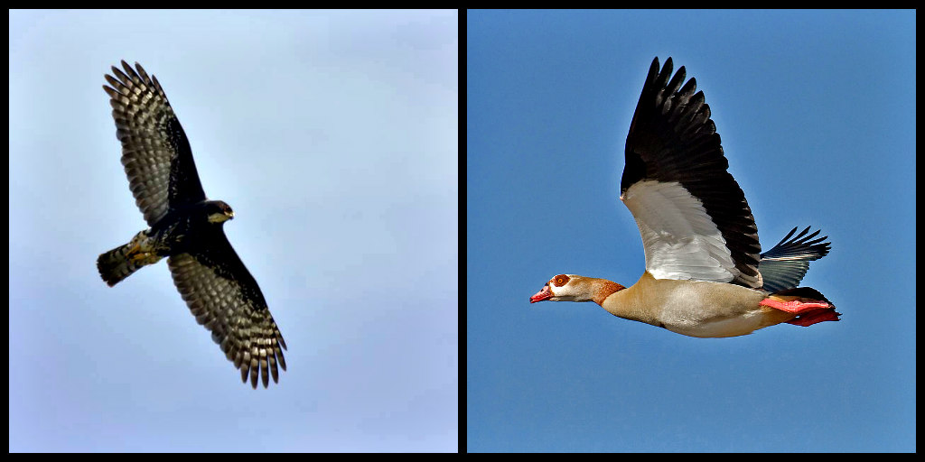 Black sparrowhawk and Egyptian goose in flight