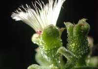 Mesembryanthemum crystallinum flower