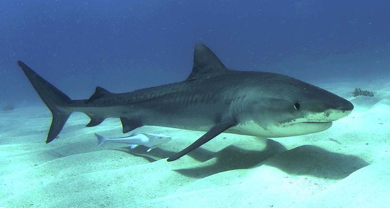 Juvenile tiger shark, photographed in the Bahamas