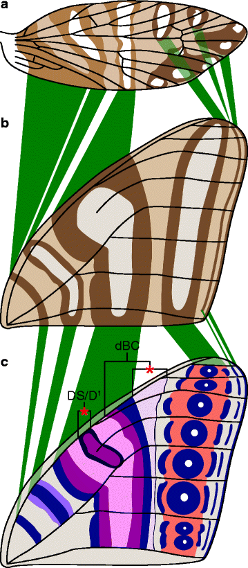 Research from Sandra R. Schachat and Richard L. Brown published in BMC Evolutionary Biology focused on fore-wing color pattern in Micropterigidae (Insecta: Lepidoptera). Comparison of the wing pattern of Sabatinca doroxena with the nymphalid groundplan. a The observed wing pattern of Sabatinca doroxena. b The wing pattern of Sabatinca doroxena plotted onto a typical wing venation groundplan for Nymphalidae, preserving the relationship between venation and pattern outlined by the “wing-margin” model. c The nymphalid groundplan [26, 46], with the discal spot/Discalis 1 (DS/D1) and the distal band of the central symmetry system (dBC) labeled and indicated with red asterisks; these two features of the nymphalid groundplan have no counterpart in the wing pattern of Sabatinca doroxena