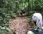 Pamela Heidi following the bonobos to collect data
