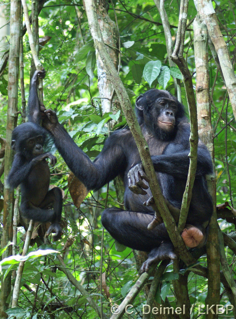 Bmc Series Blog Female Bonobo Sexual Swellings Send Mixed Messages To Males 3338