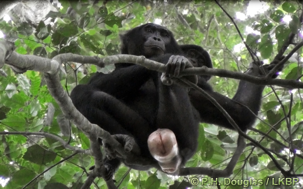 Female bonobo sexual swellings. 