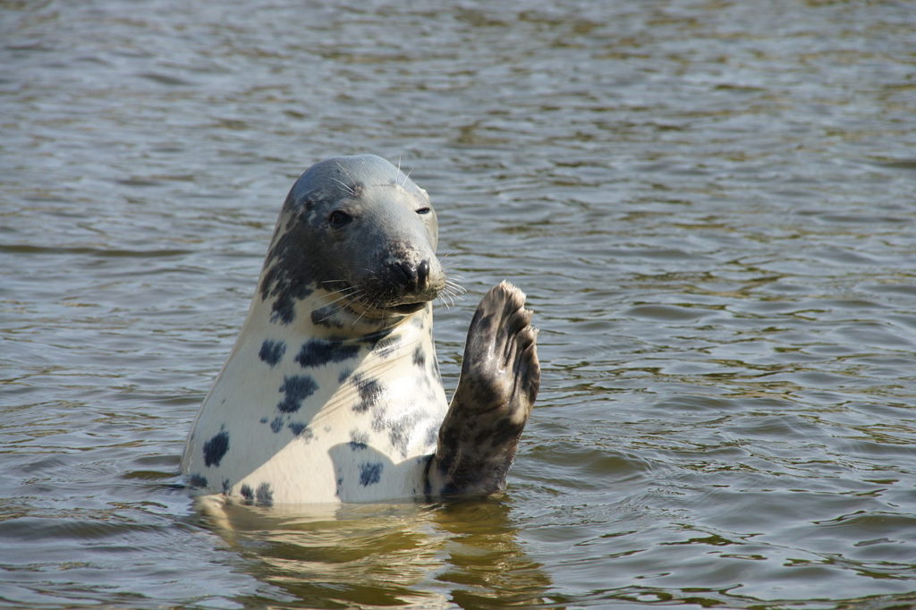 A grey seal.