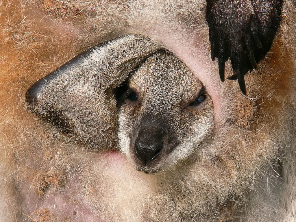 A wallaby young peers out of its mother's pouch.