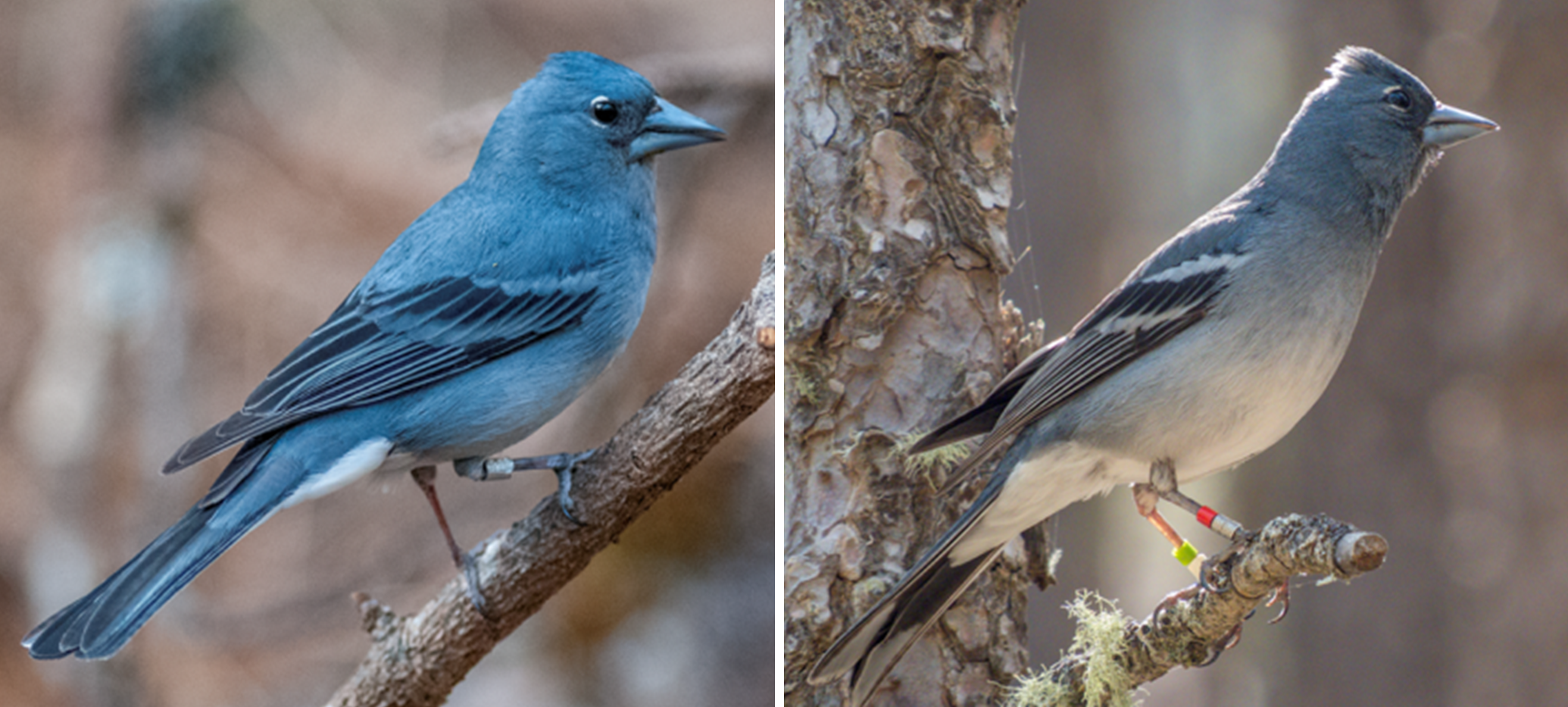 Images illustrate the plumage color and body complexion differences between both Blue Chaffinch populations (source Lifjeld et al. 2016, BMC Zoology).