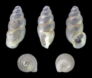 Shells of the long-toothed herald snail, Carychium tridentatum, another of the species used in the study.