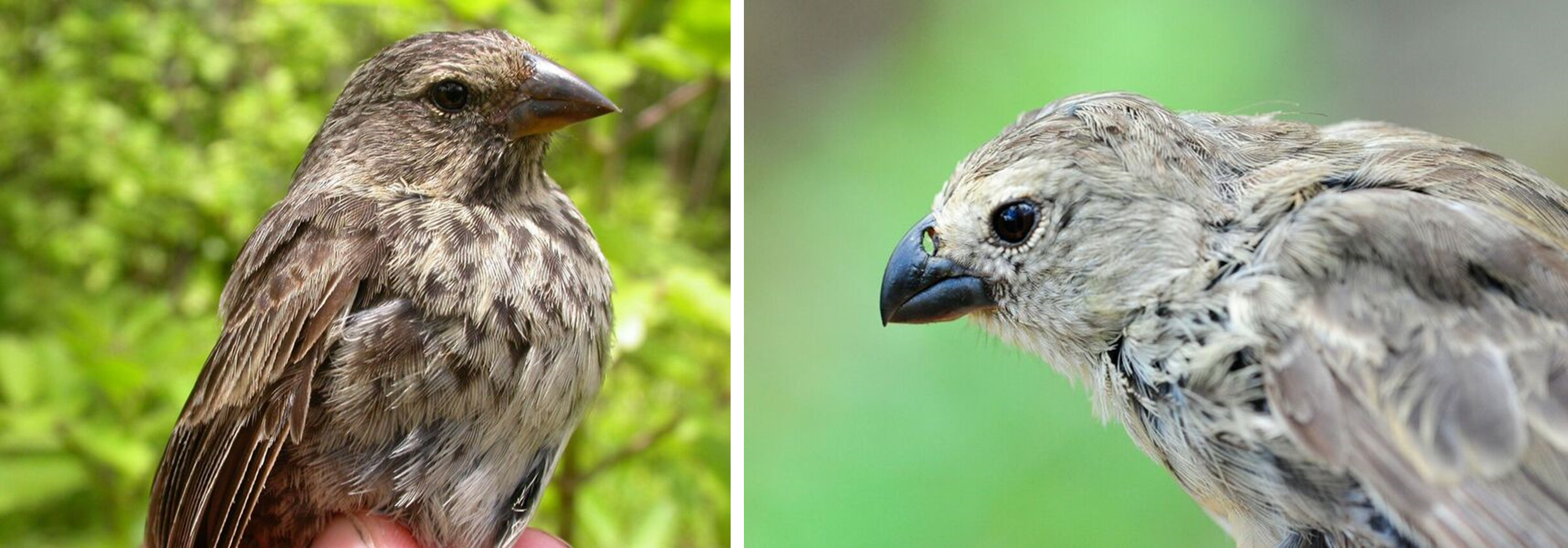 Comparative images show the beaks of a normal adult finch (right) and a survivor of P. Downsi infestation (left). Note the enlarged nostrils of the survivor. Photos by S. Kleindorfer and K.J. Peters.