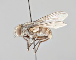 The parasitic fly P. Downsi. Lateral view of an adult female. Photo by B. Sinclair.