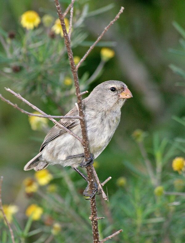Darwin’s finch in the Galapagos Islands. Image by F.J. Sulloway.
