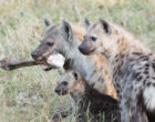 Spotted hyenas, photo by M.B. Fenton.