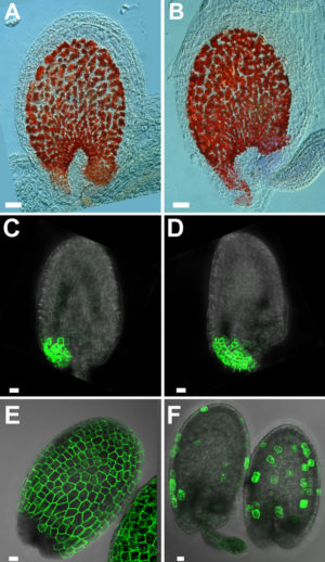 BMC Series blog BMC Plant Biology: Celebrating 15 years in pictures