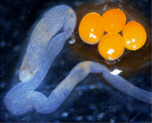 The worm predator shown with lobster embryo masses