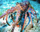 Caribbean spiny lobster, Panulirus argus
