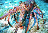 Caribbean spiny lobster, Panulirus argus