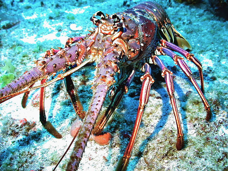 tangerine lobster not active