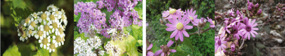 Examples of Pericallis species from the Azores Islands (left two images) and Canary Islands (right two images) 