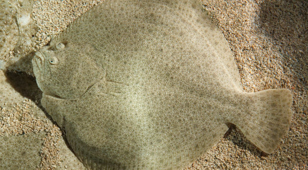 BMC Series blog How the flatfish arose in the blink of an