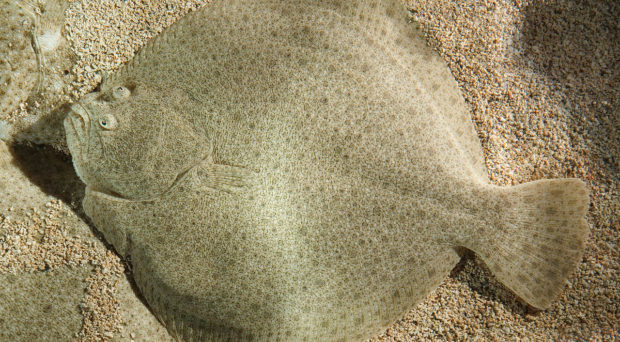 Comment les poissons plats sont apparus en un clin d’œil évolutif - BMC