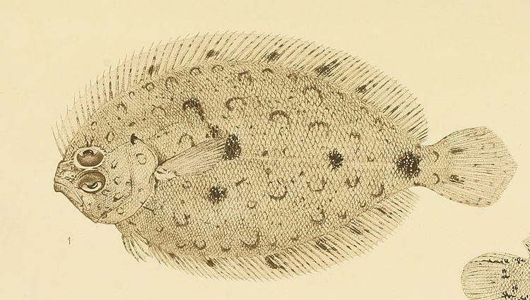 BMC Series blog How the flatfish arose in the blink of an