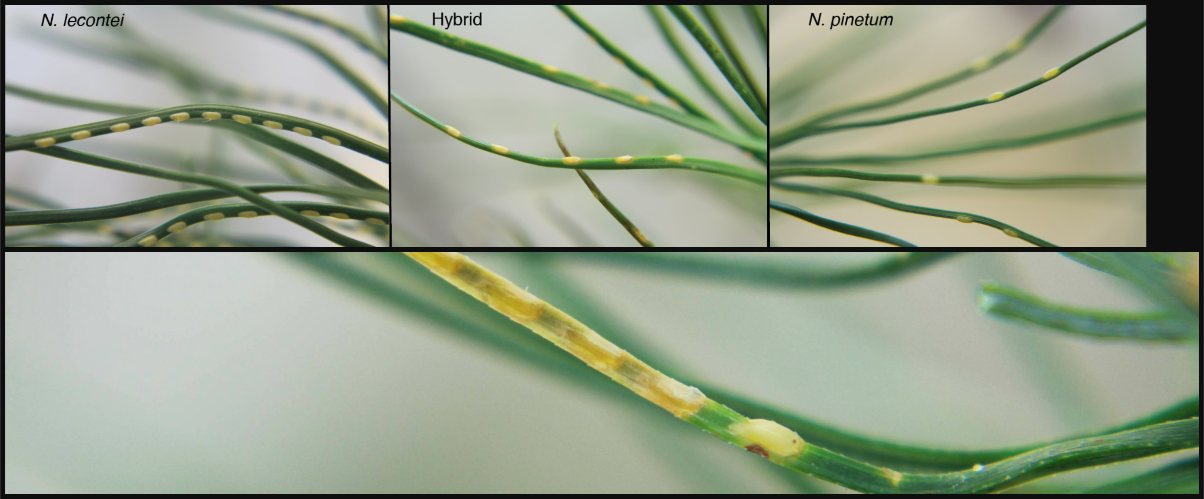 N. lecontei (top-left) females lay many closely spaced eggs per needle. N. pinetum (top-right) females lay few widely spaced eggs. Hybrid (top-middle) females have an intermediate egg laying pattern. Bottom image shows a single developing N. lecontei egg on white pine. The rest of the eggs on the needle have dried out and died 