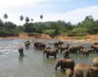 Elephants enjoying the river adjacent to The Pinnawala Elephant Orphanage in Sri Lanka, where they spend ~4 hours per day.
