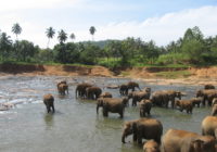 Elephants at PEO