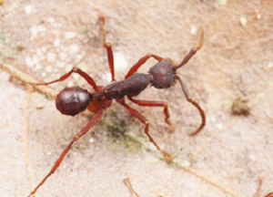 Beetle traveling with ant