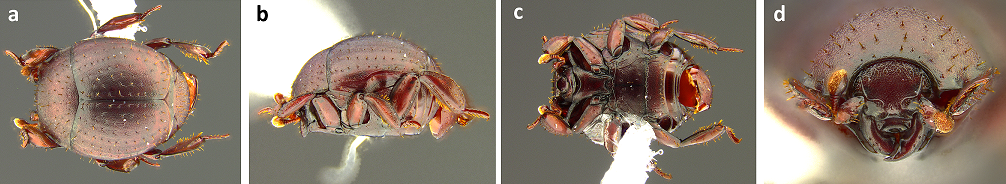 beetle morphology