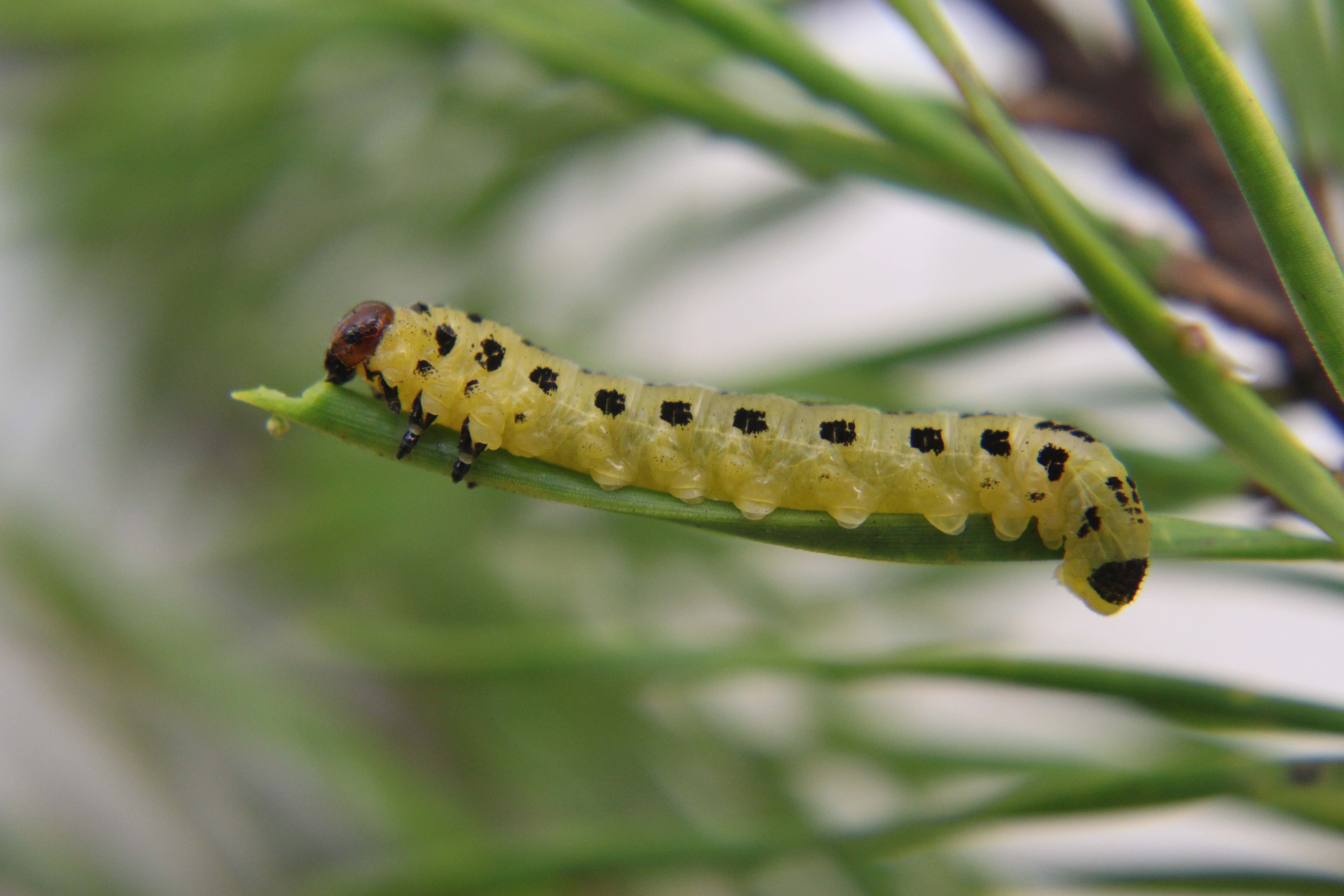 A hybrid larvae eating a pine needle 