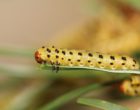 An N. lecontei larva