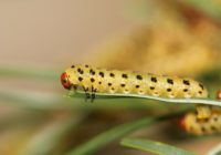 Lecontei Larva
