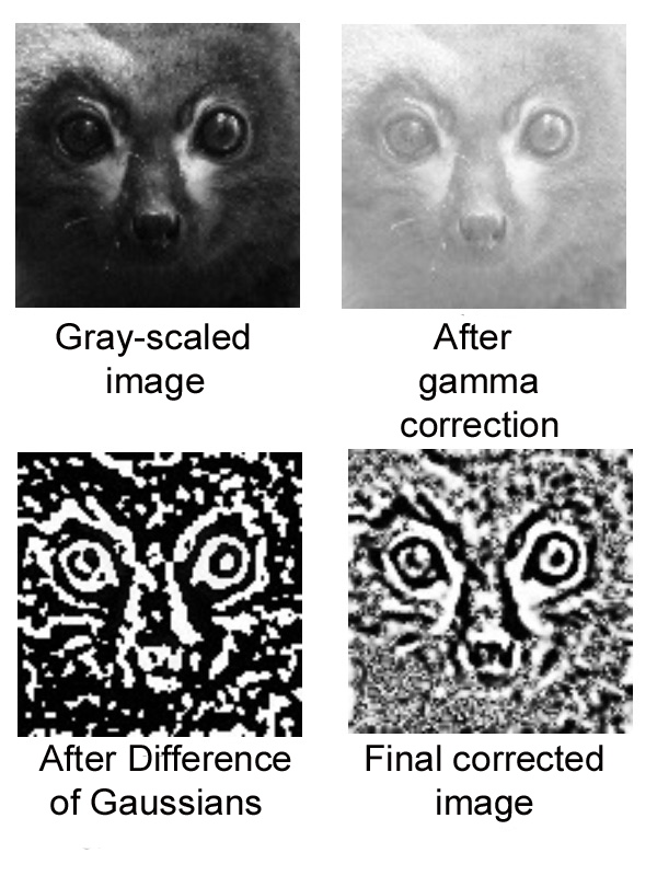 Example of processing carried out on lemur images.